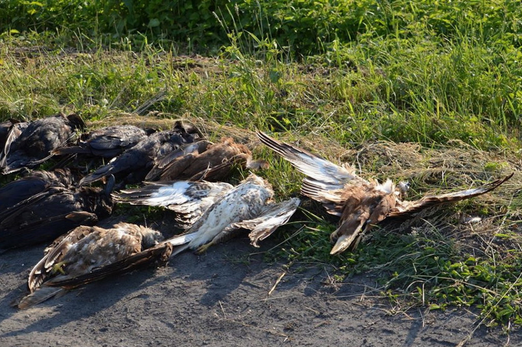 Martwe ptaki na polu. Otruto aż 30 ptaków