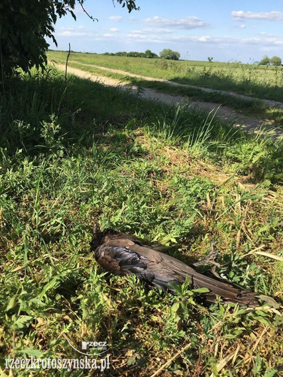 Martwe ptaki na polu. Otruto aż 30 ptaków