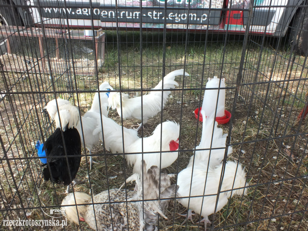 Wyjątkowa impreza w Benicach. Dopisała pogoda i frekwencja