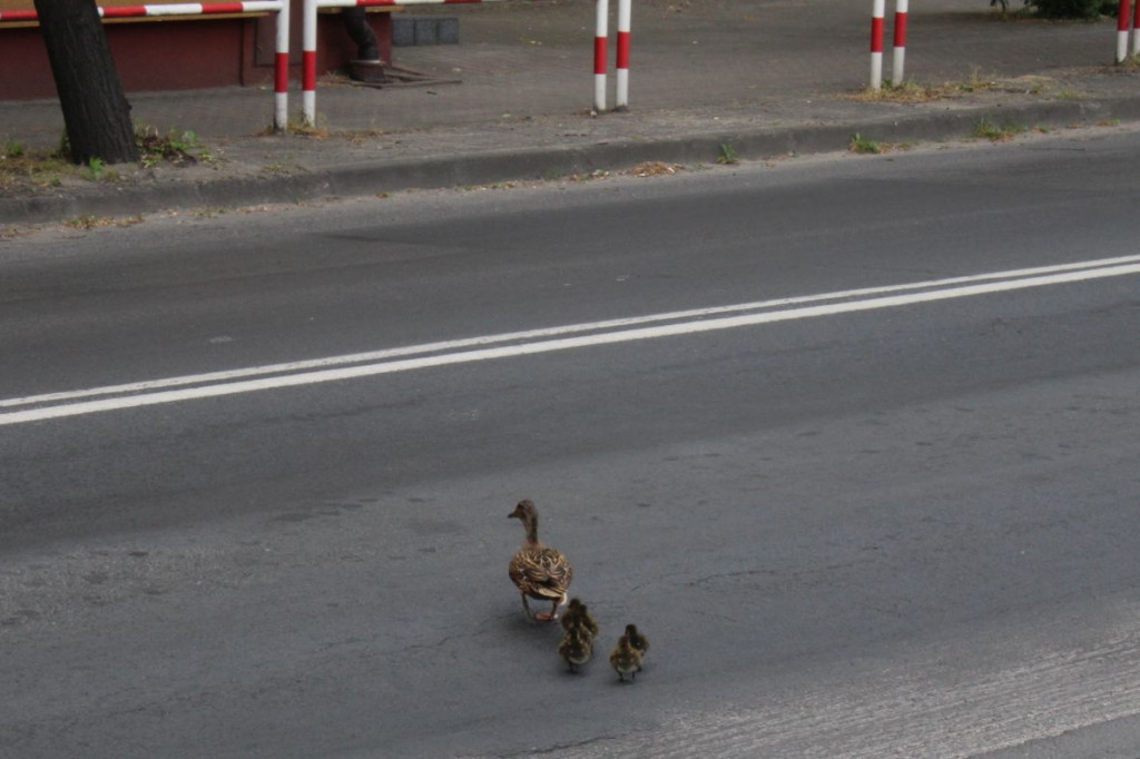 Sześć kaczuszek i ich mama na spacerze w Krotoszynie