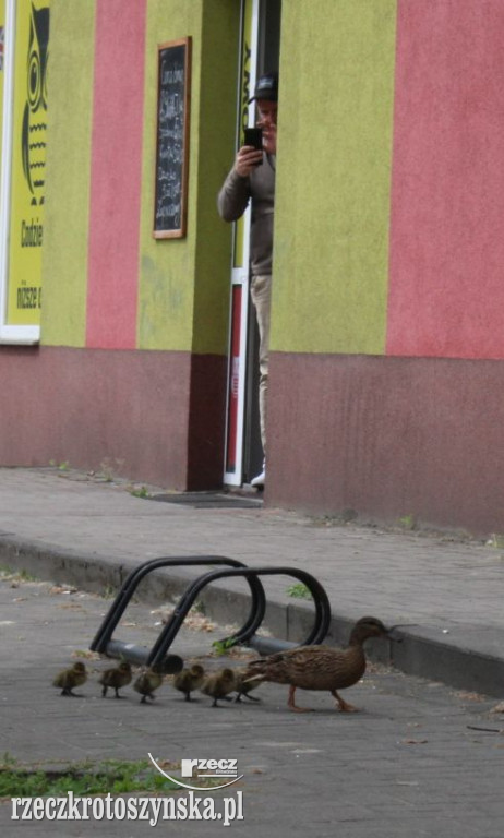 Sześć kaczuszek i ich mama na spacerze w Krotoszynie