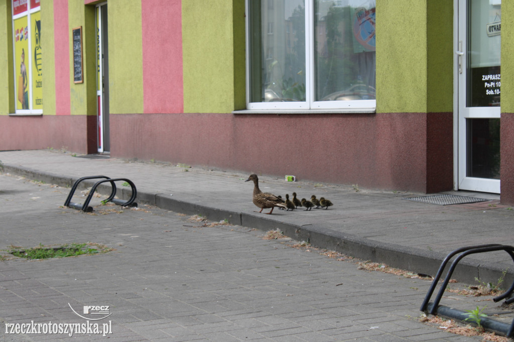 Sześć kaczuszek i ich mama na spacerze w Krotoszynie