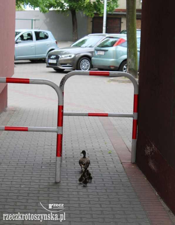 Sześć kaczuszek i ich mama na spacerze w Krotoszynie