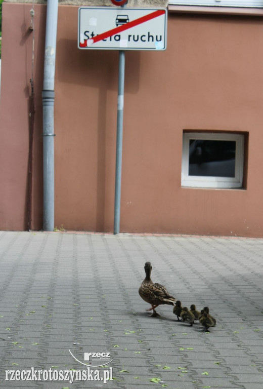 Sześć kaczuszek i ich mama na spacerze w Krotoszynie