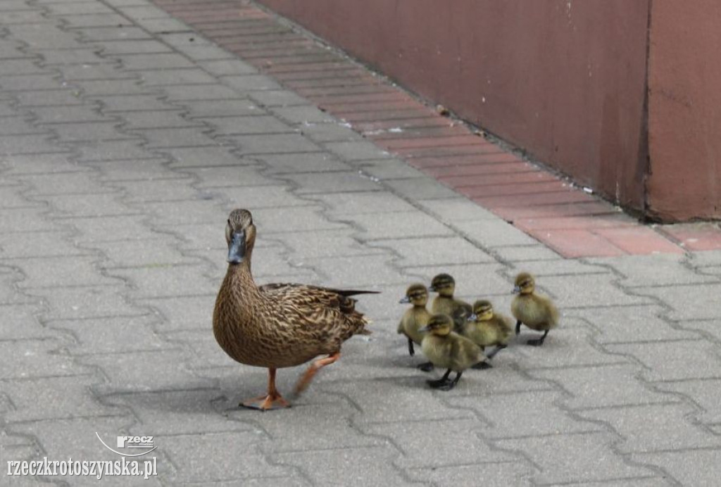 Sześć kaczuszek i ich mama na spacerze w Krotoszynie