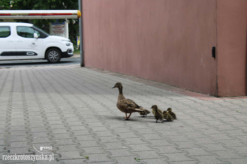 Sześć kaczuszek i ich mama na spacerze w Krotoszynie