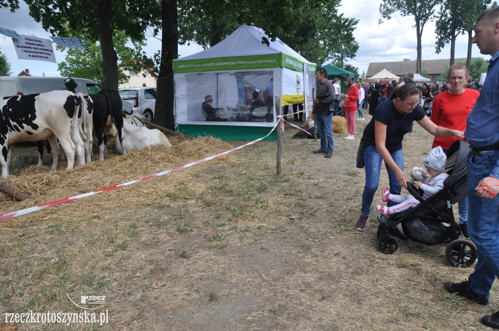 Rolnicza wystawa w Benicach i zabawa dla mas