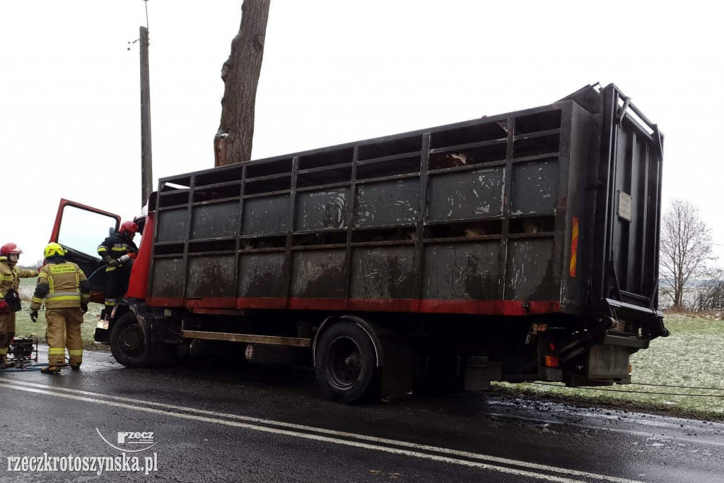 Wypadek samochodu ciężarowego z bydłem