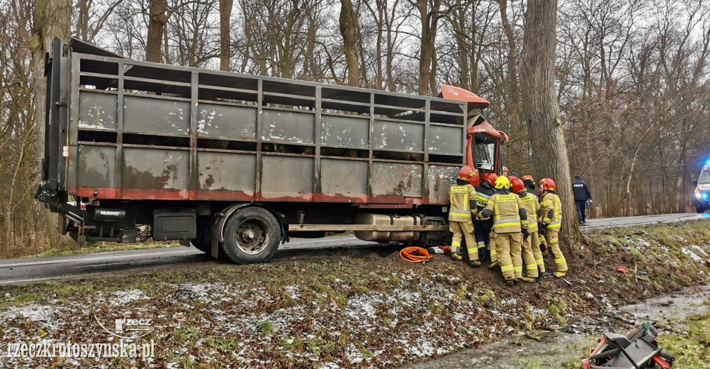 Wypadek samochodu ciężarowego z bydłem