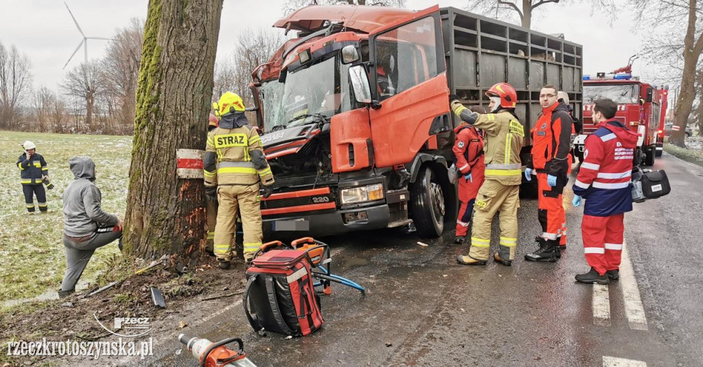 Wypadek samochodu ciężarowego z bydłem