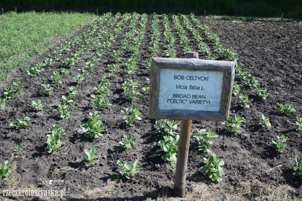 Wycieczka krotoszynian do Biskupina i Gniezna