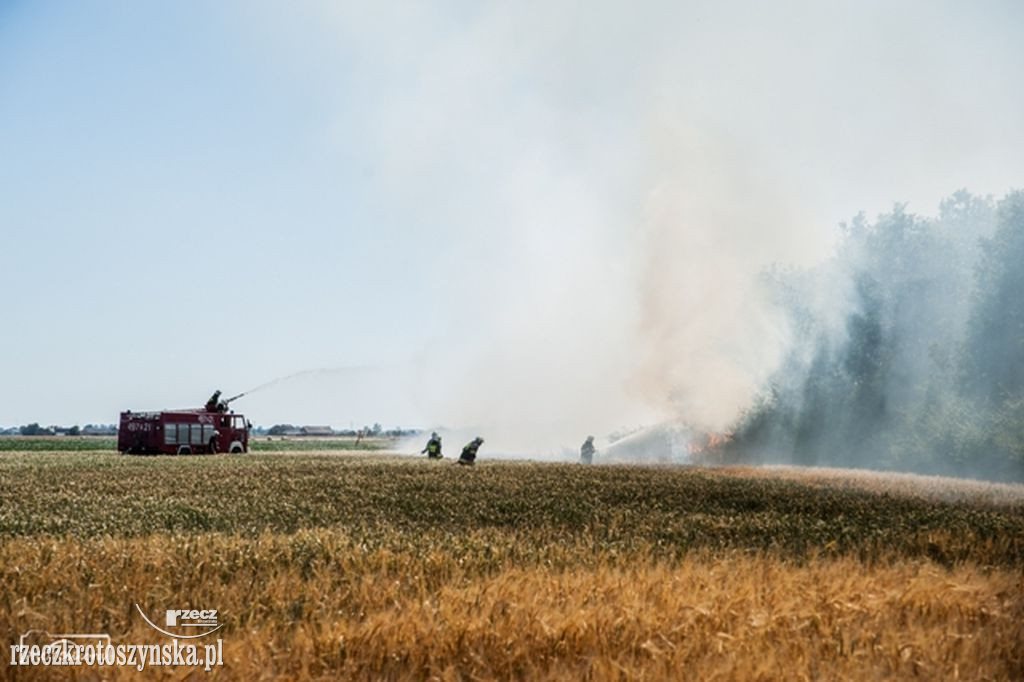 Pożar pola uprawnego pod Koźminem