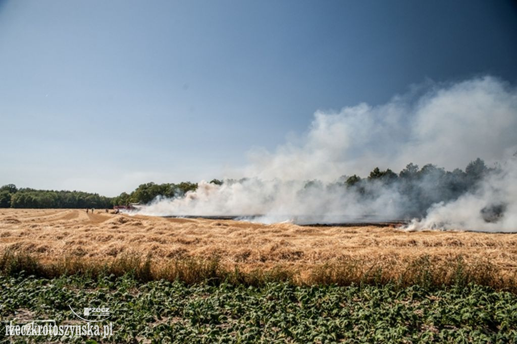 Pożar pola uprawnego pod Koźminem