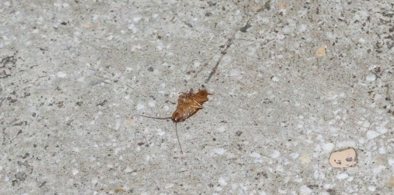 Pojedyncze insekty przy wejściu do piwnicy