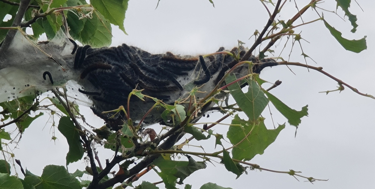 Kokony z gąsienicami rozmnażają się w zastraszającym tempie