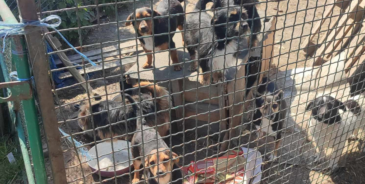 fot. Fundacja Mondo Cane