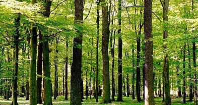 Wielkopolska stepowieje, ale Dąbrowy Krotoszyńskie mają się bardzo dobrze-13073