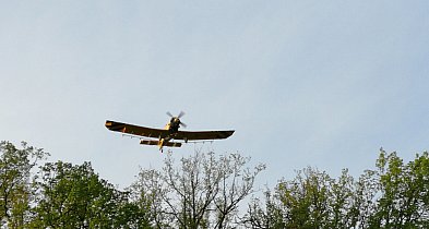 Lotniczy zabieg ratowniczy na terenie leśnictwa Kuklinów w Nadleśnictwie Krotoszyn-16211