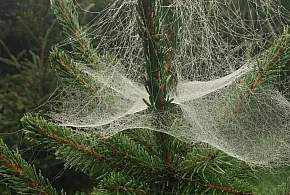 Kupujesz żywą choinkę na święta? Ten szczegół łatwo przeoczyć-18400