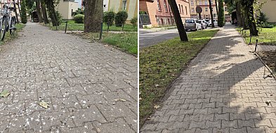 Co dalej z plagą ptasich kup na Fabrycznej?-17493