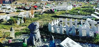 W Krotoszynie ma powstać cmentarz dla zwierząt-17954