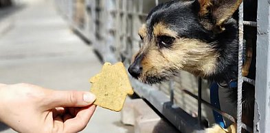Nowe schronisko powstanie na krańcu Krotoszyna - 3 km od obecnej lokalizacji-17903